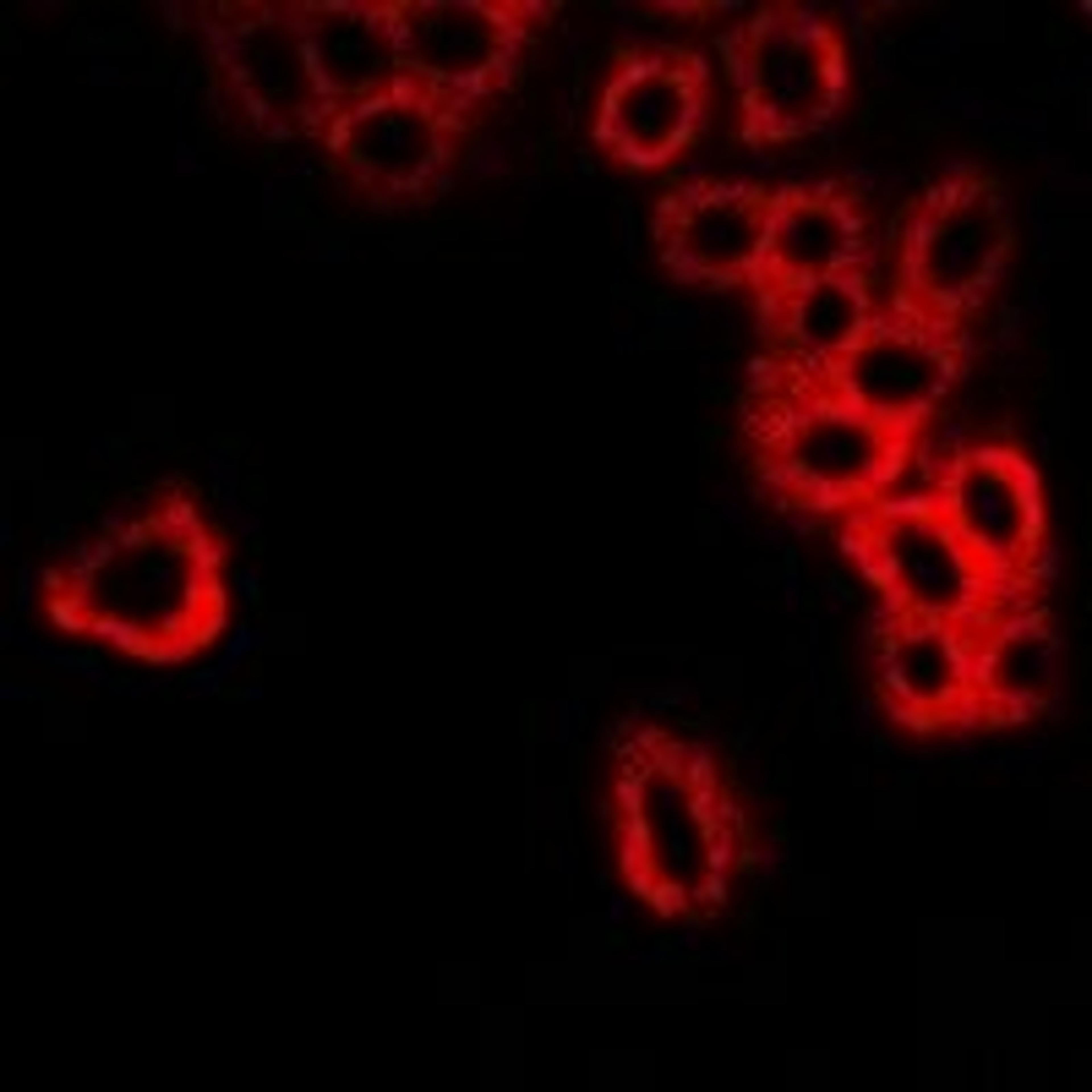 Immunofluorescent analysis of MCF7 cells using MLST8 antibody