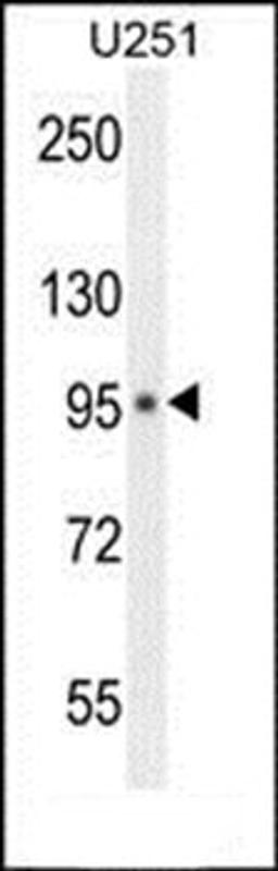 Western blot analysis of U251 cell line lysates (35ug/lane) using MICALL1 antibody (C-term)