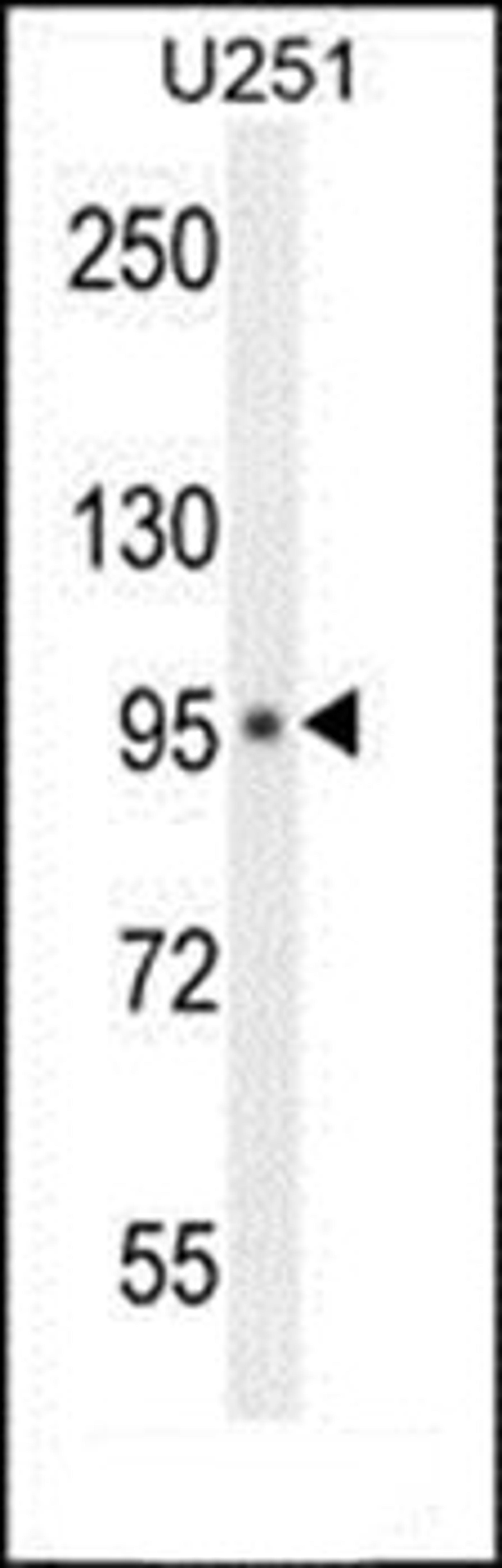 Western blot analysis of U251 cell line lysates (35ug/lane) using MICALL1 antibody (C-term)