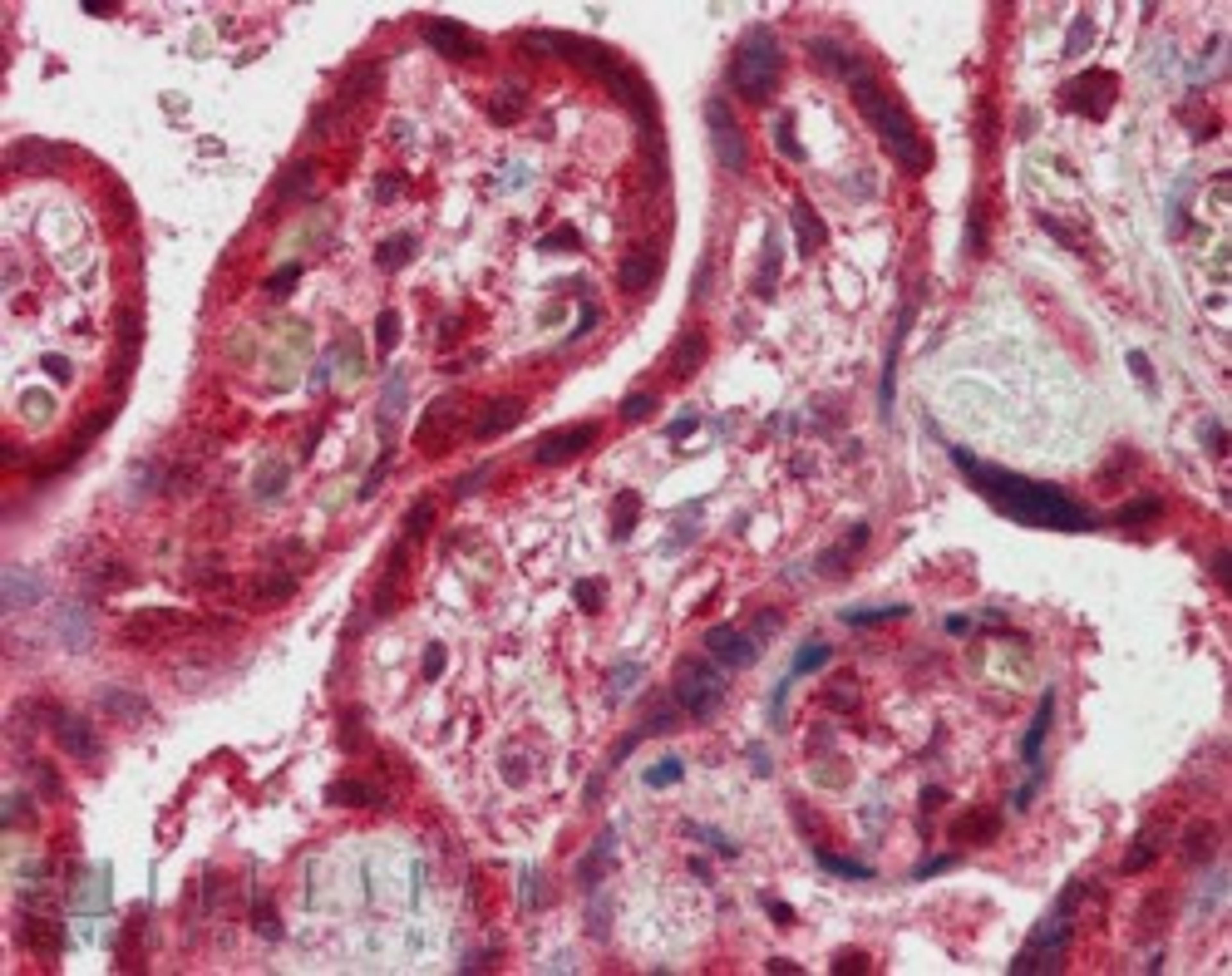 45-568 (2.5ug/ml) staining of paraffin embedded Human Placenta. Steamed antigen retrieval with citrate buffer pH 6, AP-staining.