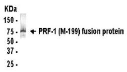 Western blot detection of PRF-1 (M-199) antibody.