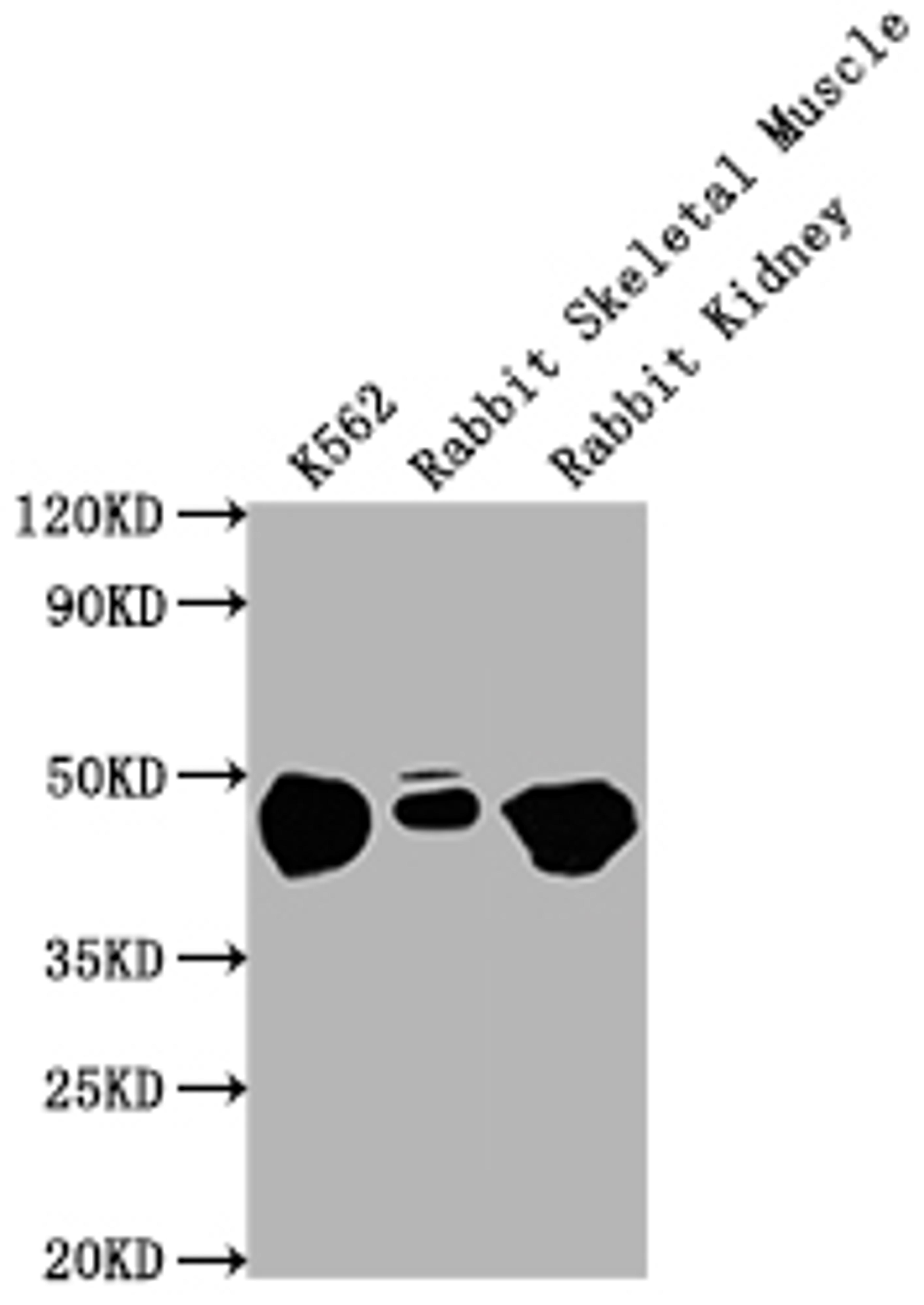 Western Blot. Positive WB detected in: K562 whole cell lysate, Rabbit Skeletal Muscle tissue, Rabbit Kidney lysate. All lanes ENO1 antibody at 1:10000. Secondary. Goat polyclonal to mouse IgG at 0.261ug/ml. Predicted band size: 47 KDa. Observed band size: 47 KDa. Exposure time: 1min
