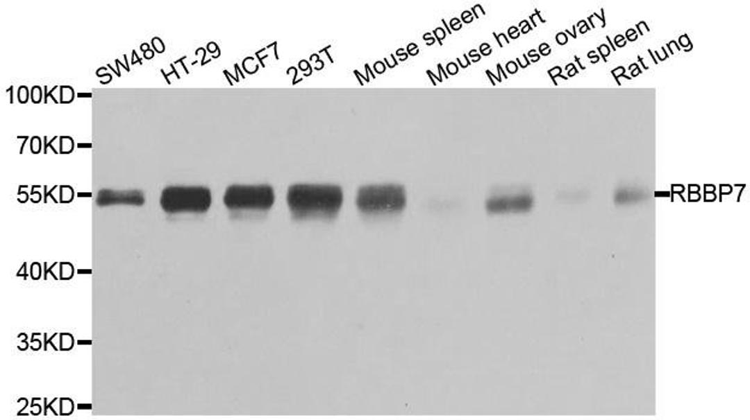 Western blot analysis of extracts of various cell lines using RBBP7 antibody