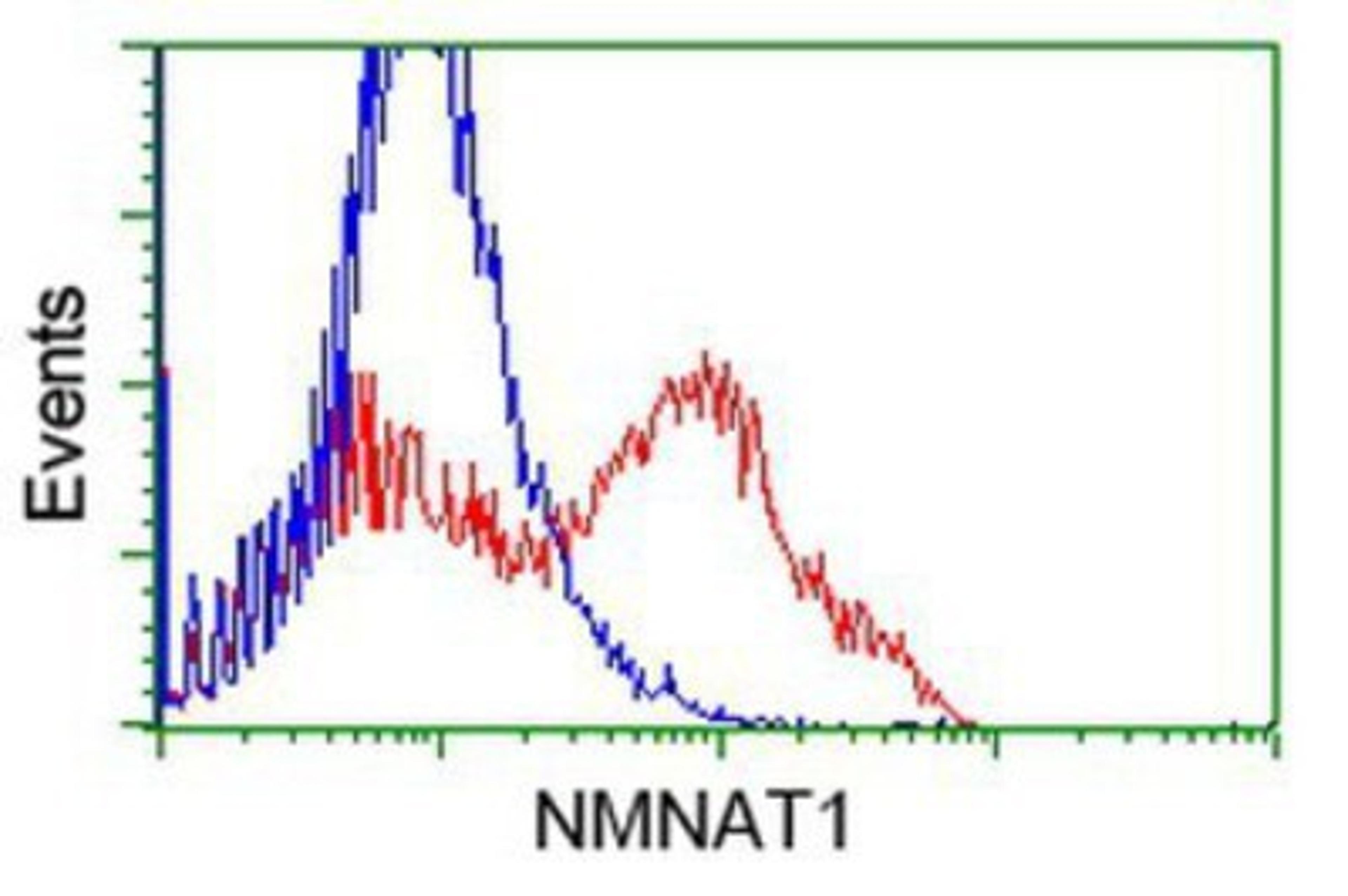 Flow Cytometry: Nmnat1 Antibody (1G4) [NBP2-03452] - HEK293T cells transfected with either overexpression plasmid (Red) or empty vector control plasmid (Blue) were immunostained by anti-Nmnat1 antibody, and then analyzed by flow cytometry.