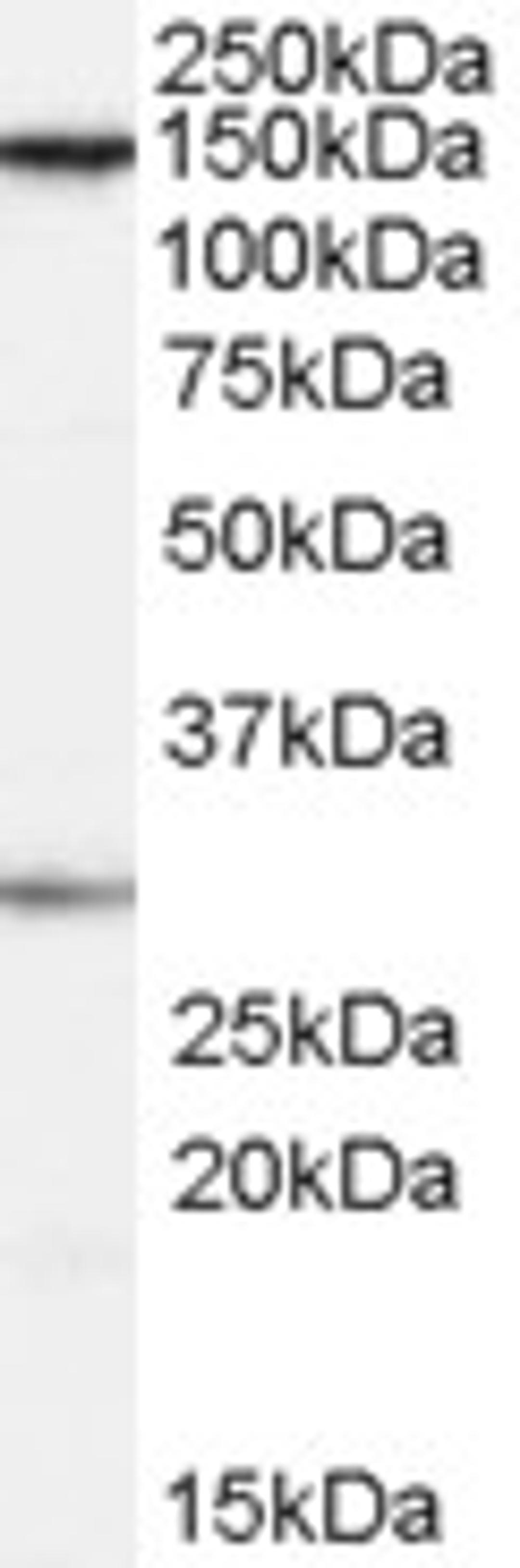 46-450 (0.1ug/ml) staining of HeLa cell lysate (35ug protein in RIPA buffer). Primary incubation was 1 hour. Detected by chemiluminescence.