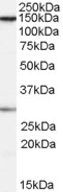 46-450 (0.1ug/ml) staining of HeLa cell lysate (35ug protein in RIPA buffer). Primary incubation was 1 hour. Detected by chemiluminescence.