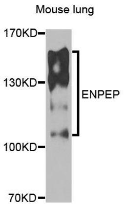 Western blot analysis of extracts of mouse lung using ENPEP antibody