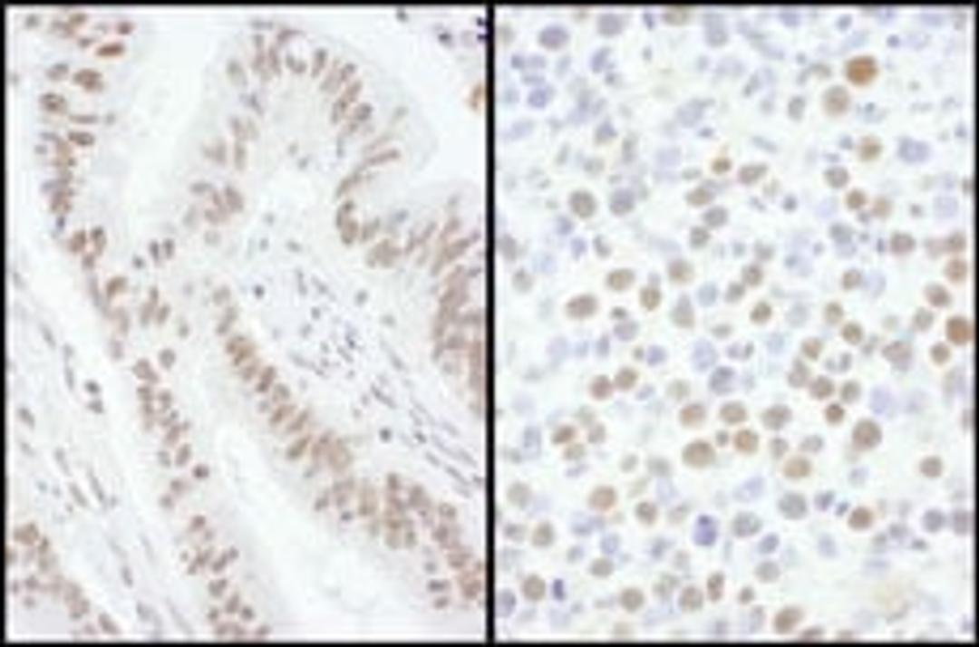 Detection of human and mouse SRSF7 by immunohistochemistry.