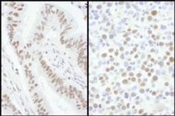 Detection of human and mouse SRSF7 by immunohistochemistry.