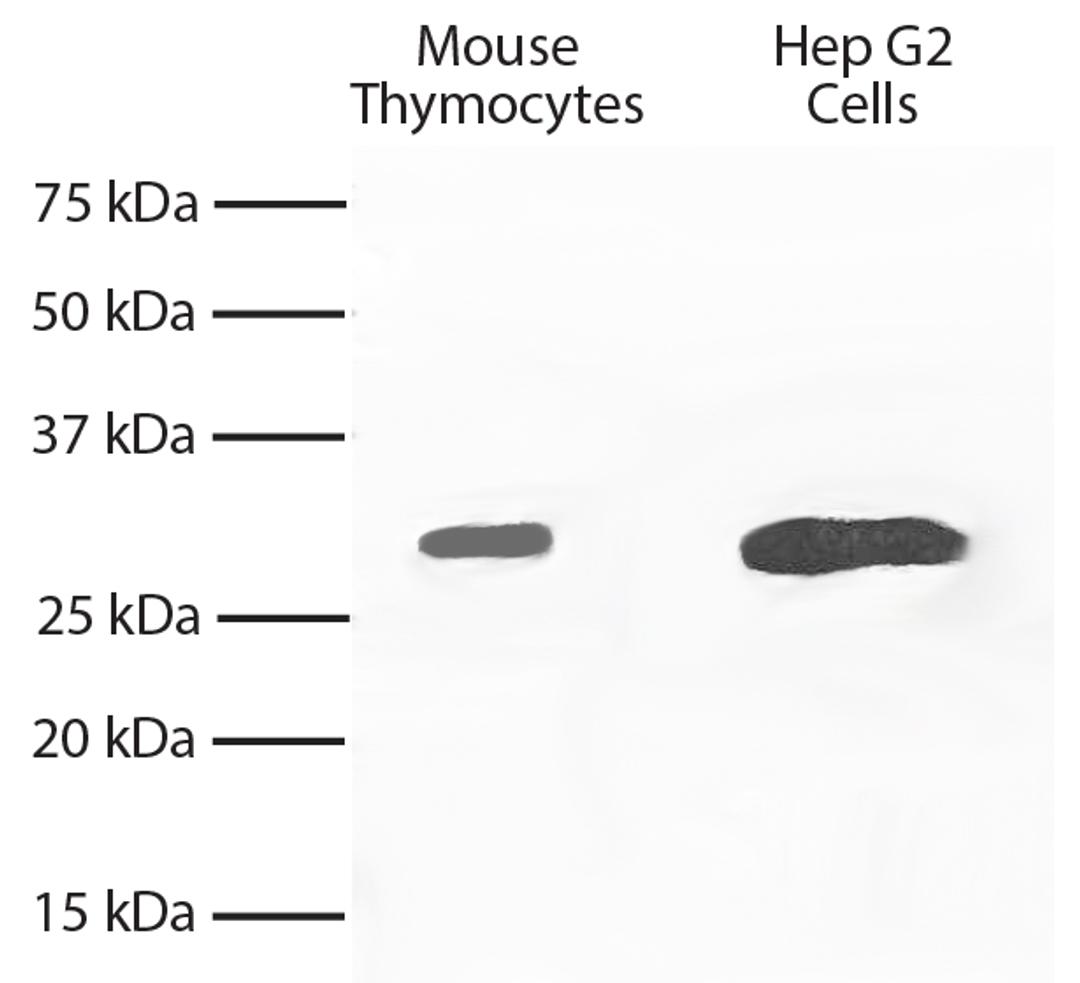 Total cell lysates from mouse thymocytes and Hep G2 cells were resolved by electrophoresis, transferred to PVDF membrane, and probed with Mouse Anti-Bcl-xL-UNLB (Cat. No. 99-620). Proteins were visualized using Goat Anti-Mouse IgG2a, Human ads-HRP seconda