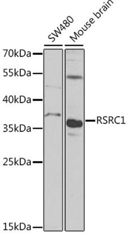 Western blot - RSRC1 antibody (A7210)