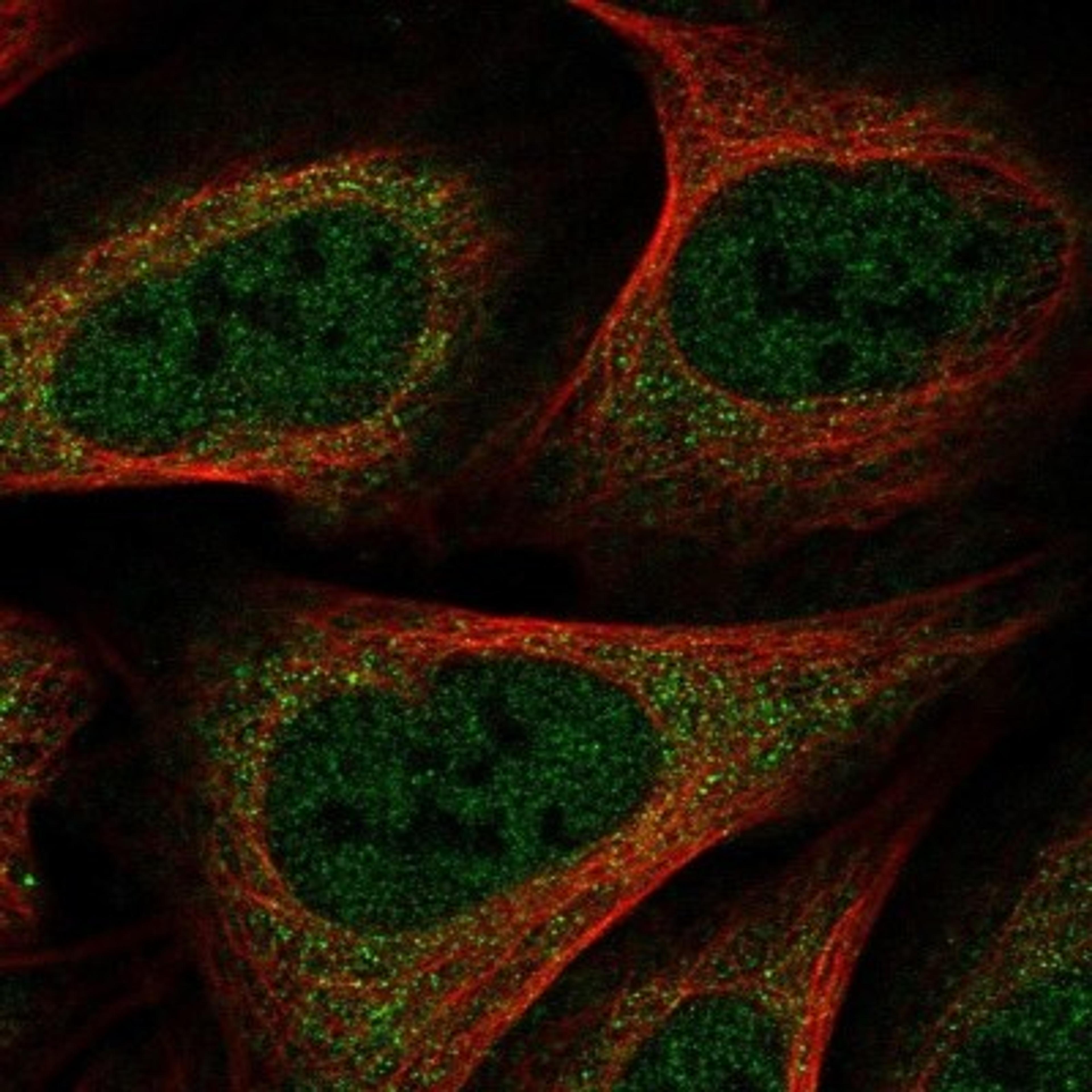 Immunocytochemistry/Immunofluorescence: HspA1L Antibody [NBP1-92012] - Staining of human cell line U-2 OS shows positivity in nucleus but not nucleoli & cytoplasm.