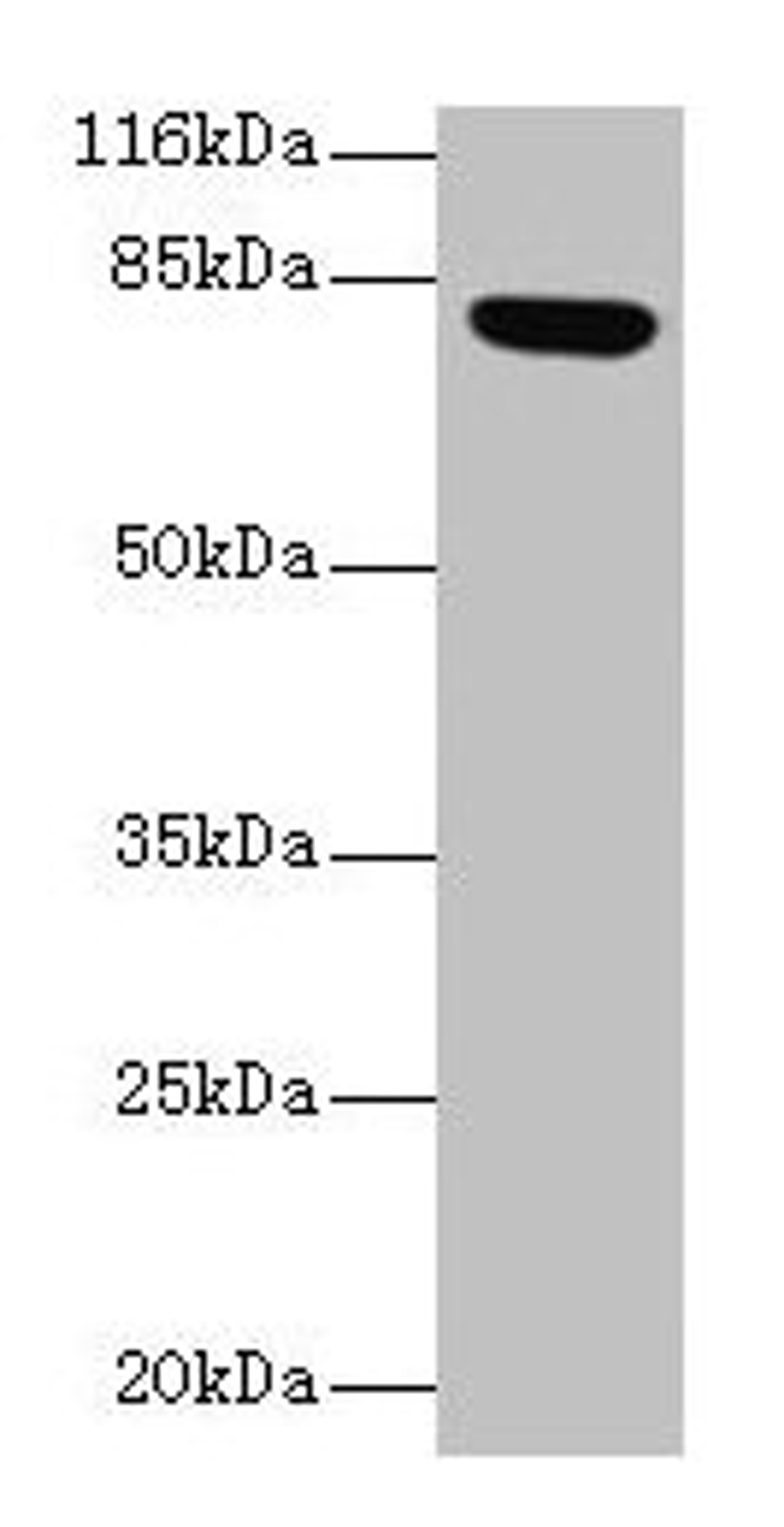 Western blot. All lanes: Lhcgr antibody at 2µg/ml + Rat gonadal tissue. Secondary. Goat polyclonal to rabbit IgG at 1/10000 dilution. Predicted band size: 79, 35, 38, 73, 28, 33, 21, 72, 31, 34, 41 kDa. Observed band size: 79 kDa
