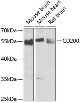 Western blot - CD200 antibody (A6552)