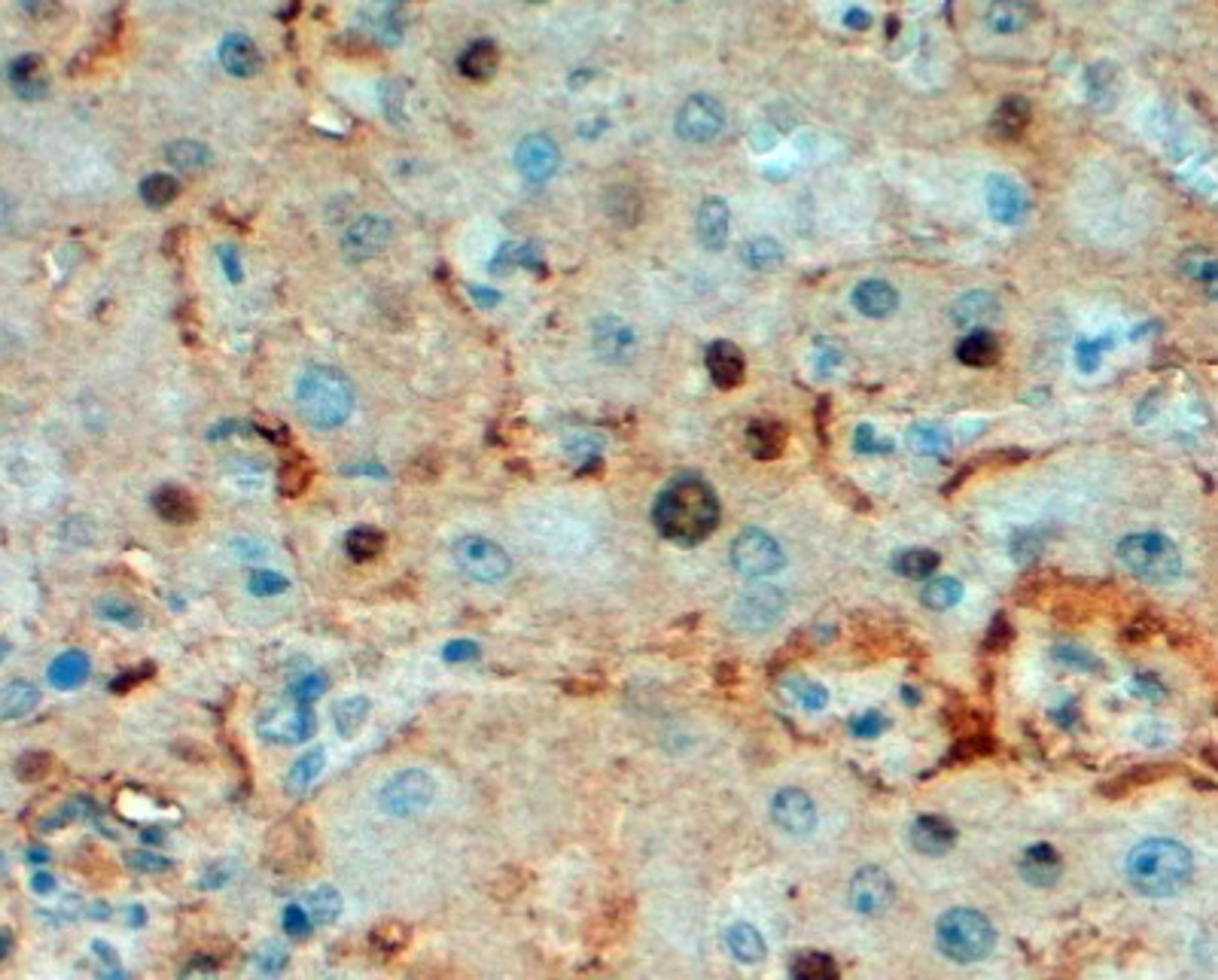 46-528 (2ug/ml) staining of paraffin embedded Human Liver. Steamed antigen retrieval with Tris/EDTA buffer pH 9, HRP-staining.