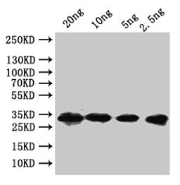 Western Blot. Positive WB detected in: recombinant protein. All lanes:nusGAntibody at 1:1000. Secondary. Goat polyclonal to rabbit IgG at 1/50000 dilution. Predicted band size: 23 kDa. Observed band size: 23 kDa. 