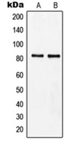 Western blot analysis of Raji (Lane 1), HeLa (Lane 2) whole cell lysates using MZF1 antibody