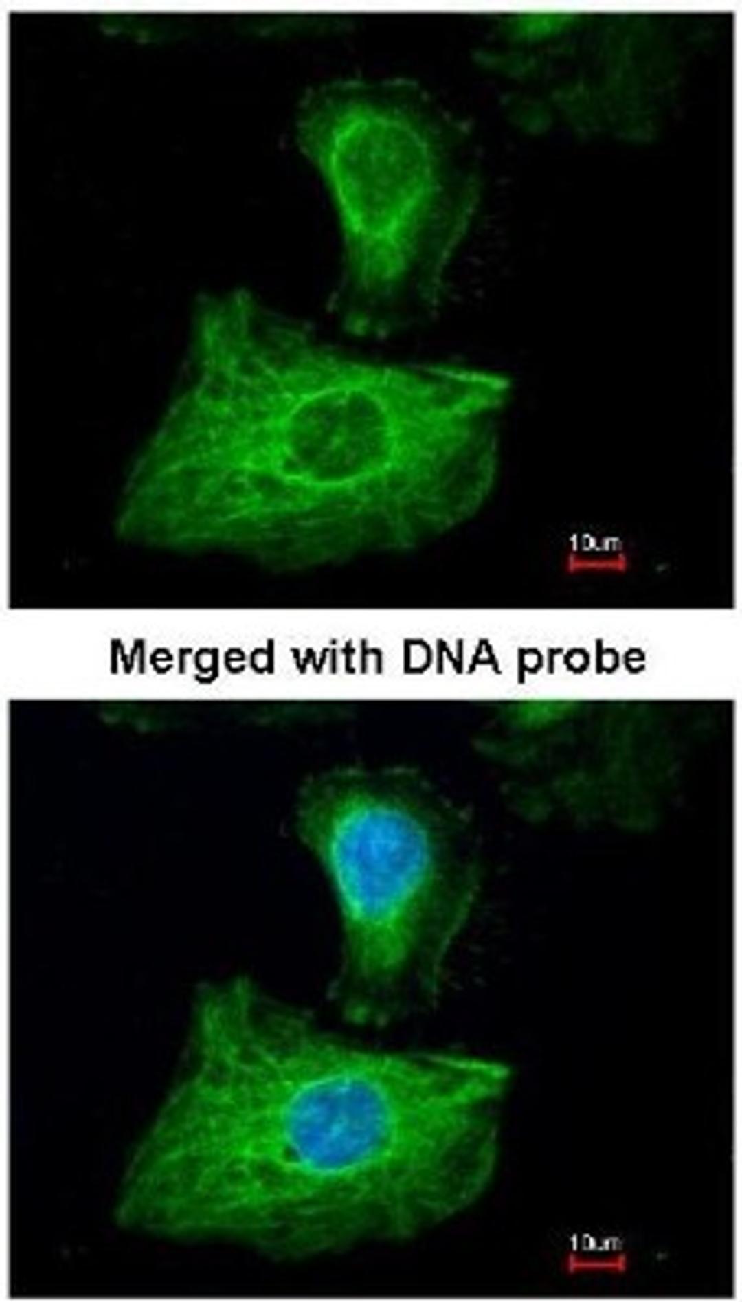 Immunocytochemistry/Immunofluorescence: Glutathione Peroxidase 1 Antibody [NBP1-33620] - Analysis of paraformaldehyde-fixed HeLa, using Glutathione Peroxidase 1 (NBP1-33620) antibody at 1:200 dilution.