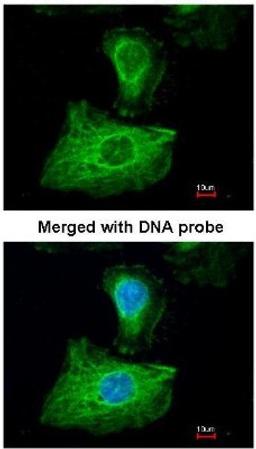 Immunocytochemistry/Immunofluorescence: Glutathione Peroxidase 1 Antibody [NBP1-33620] - Analysis of paraformaldehyde-fixed HeLa, using Glutathione Peroxidase 1 (NBP1-33620) antibody at 1:200 dilution.