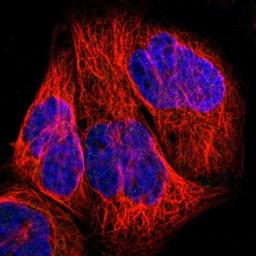 Immunocytochemistry/Immunofluorescence: Galectin-7 Antibody [NBP1-89798] - Staining of human cell line A-431 shows no positivity.