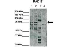 Antibody used in WB on Hela, HEK293T, Xenopus laevis egg extract, mouse embryonic at 1:500 (Lane1: 25ug Hela lysate, Lane2: 25ug HEK293T lysate, Lane3: 25ug Xenopus laevis egg extract, Lane4: 25ug mouse embryonic stem cells lysate).