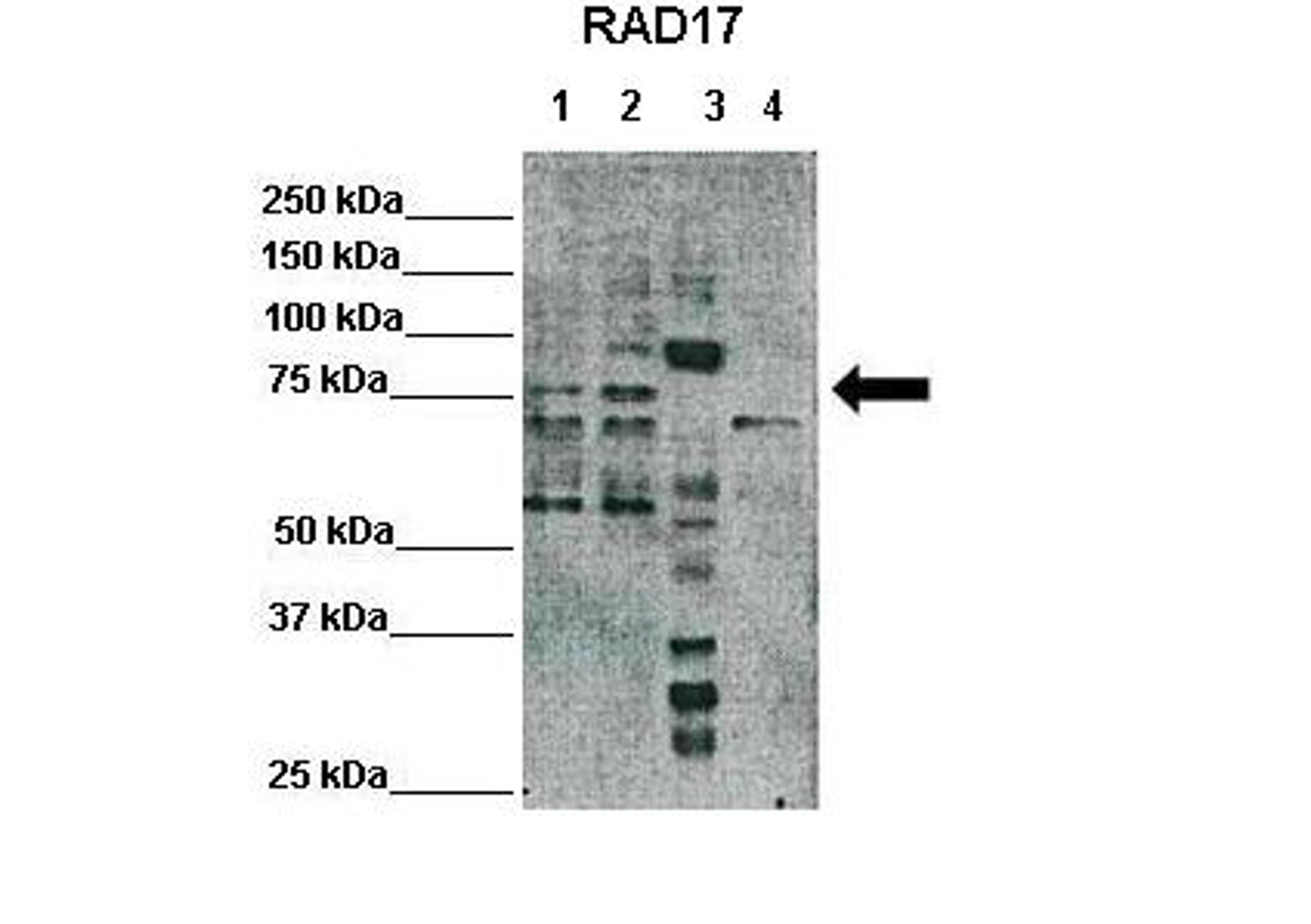 Antibody used in WB on Hela, HEK293T, Xenopus laevis egg extract, mouse embryonic at 1:500 (Lane1: 25ug Hela lysate, Lane2: 25ug HEK293T lysate, Lane3: 25ug Xenopus laevis egg extract, Lane4: 25ug mouse embryonic stem cells lysate).