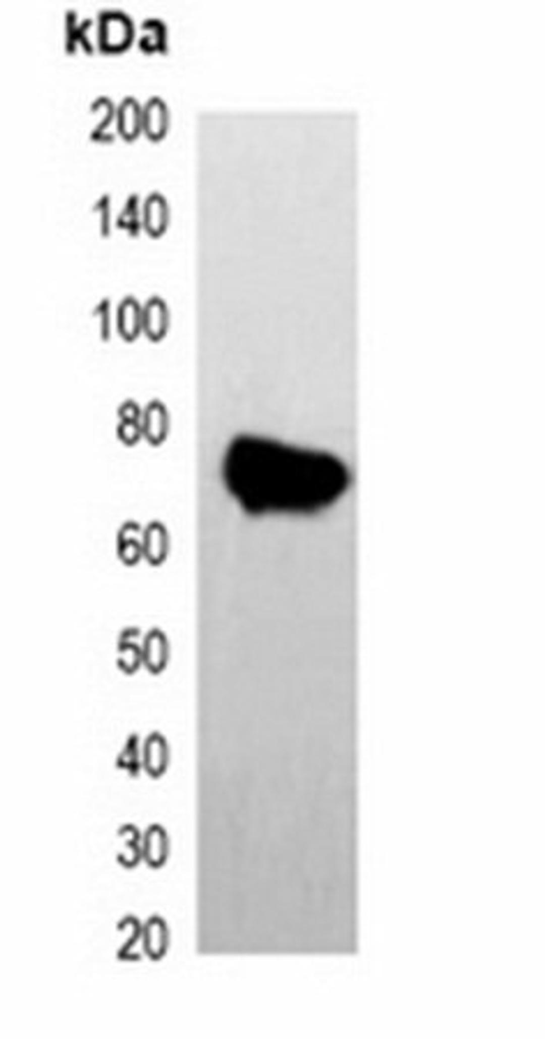 Western blot analysis of 293T cell lysate using AmCyan-tag antibody