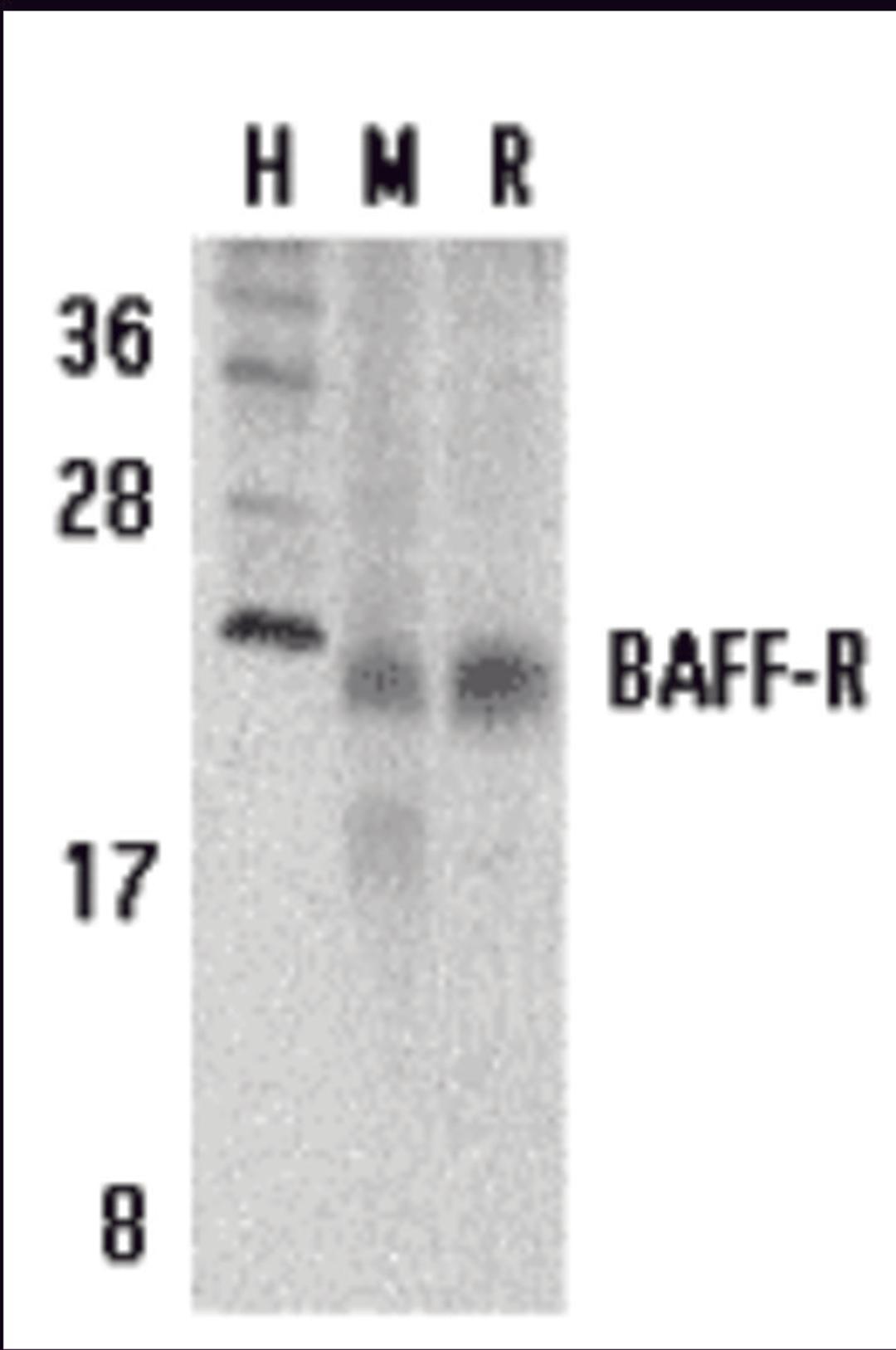 Western blot analysis of BAFF Receptor in human (H), mouse (M), and rat (R) spleen tissue lysates with BAFF Receptor antibody at 5 μg/mL.