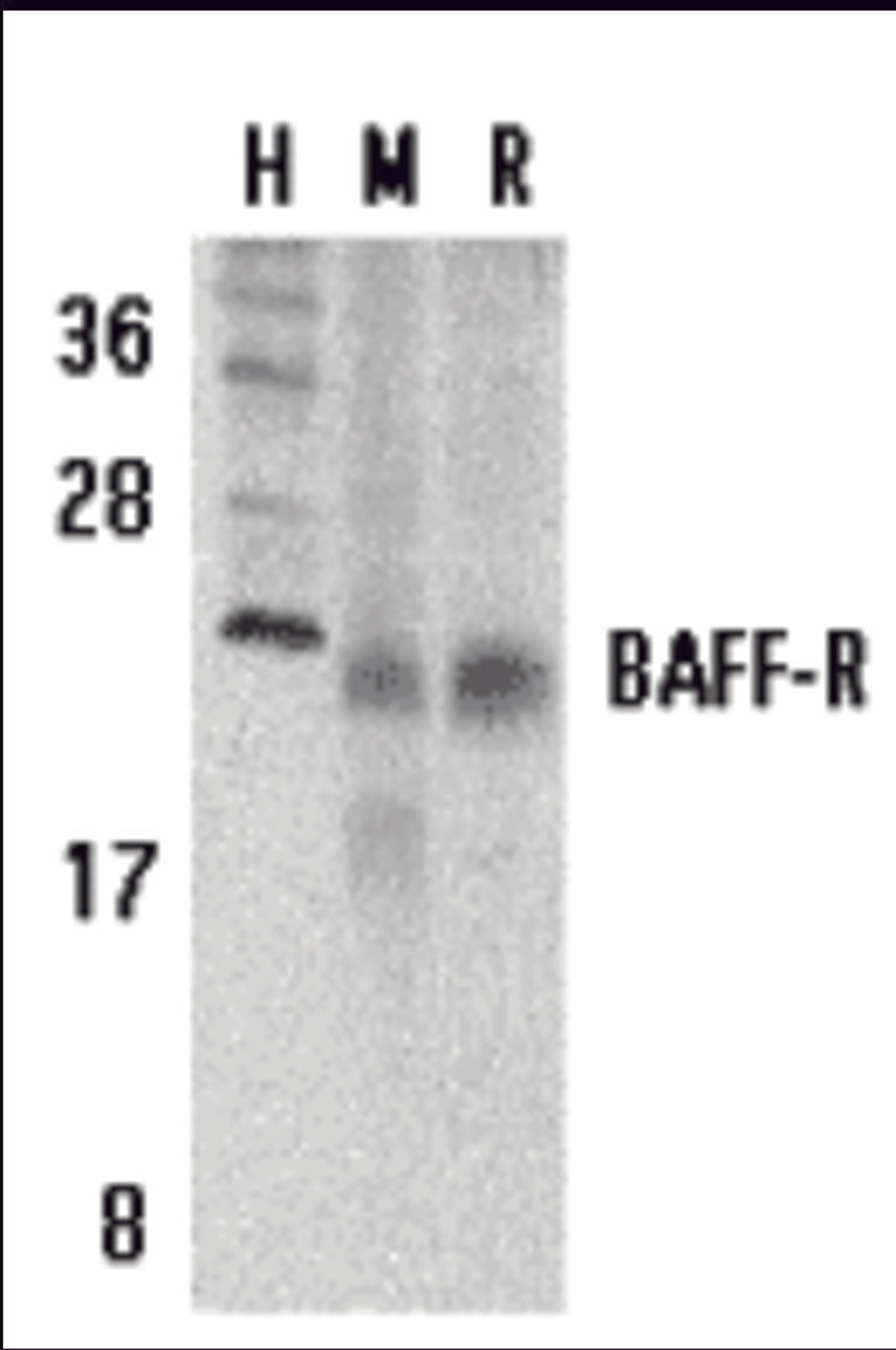 Western blot analysis of BAFF Receptor in human (H), mouse (M), and rat (R) spleen tissue lysates with BAFF Receptor antibody at 5 μg/mL.