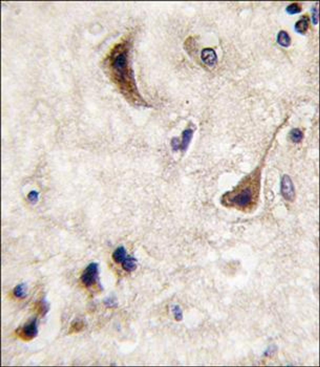 Immunohistochemical staining of paraffin embedded human brain tissue using STEP / PTPN5 antibody (primary antibody dilution at: 1:10-50)