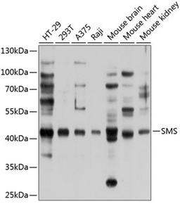 Western blot - SMS antibody (A9154)