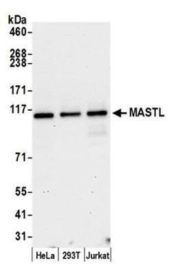 Detection of human MASTL by western blot.