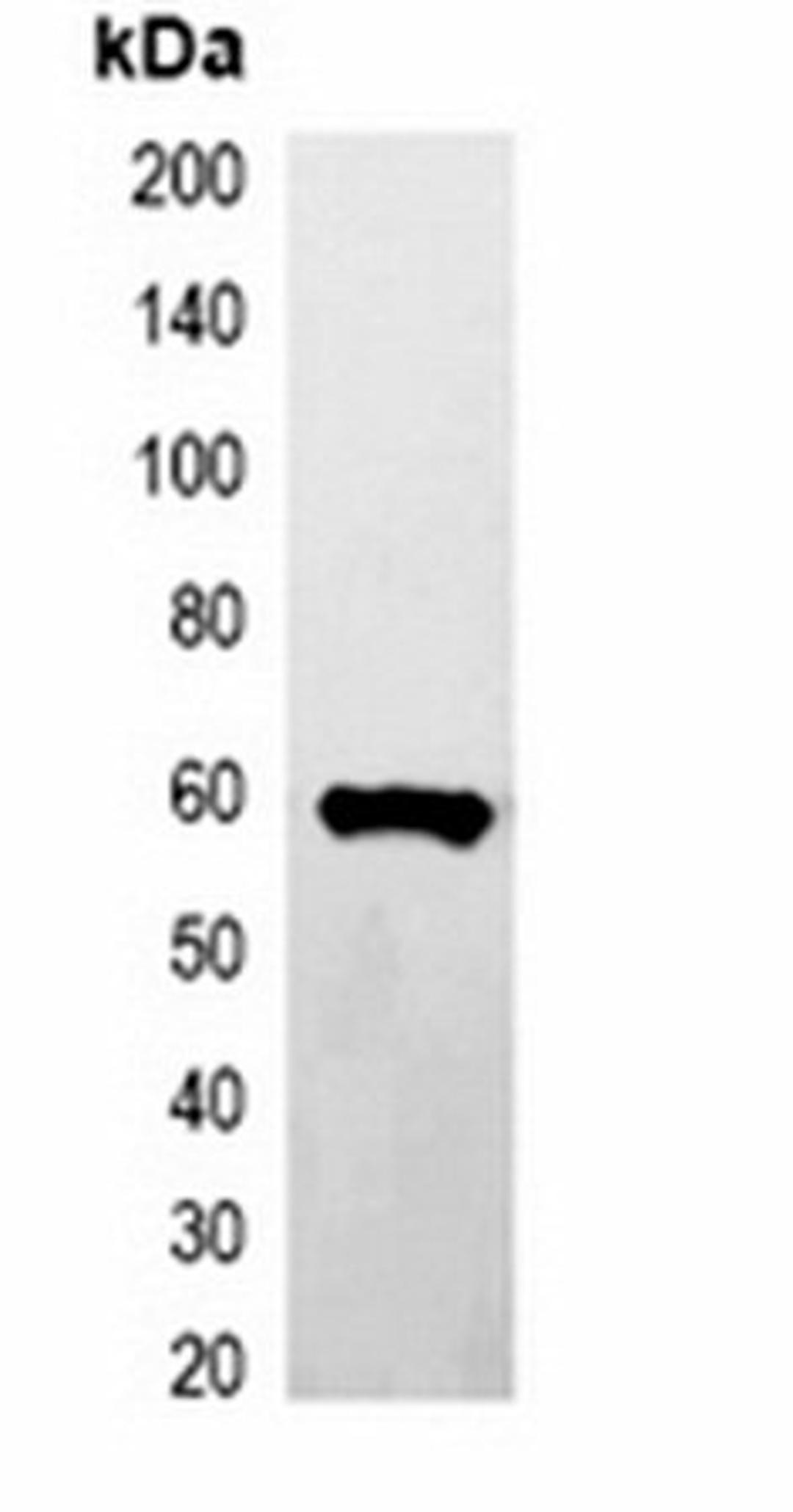 Western blot analysis of 293T cell lysate using GST-tag antibody