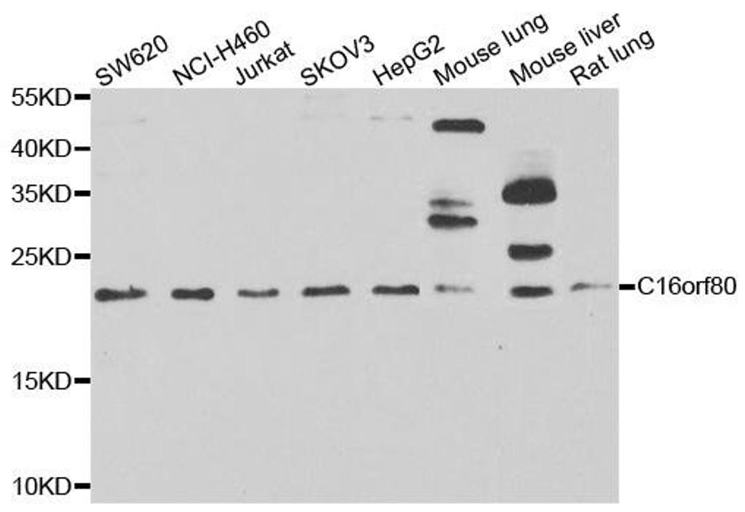 Western blot analysis of extracts of various cell lines using C16orf80 antibody