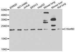 Western blot analysis of extracts of various cell lines using C16orf80 antibody