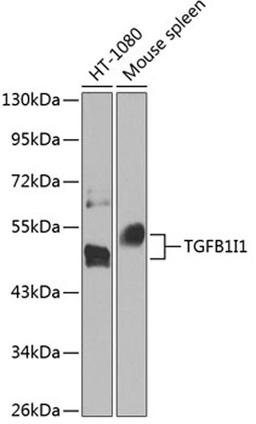 Western blot - TGFB1I1 antibody (A8459)