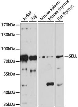 Western blot - SELL antibody (A1622)