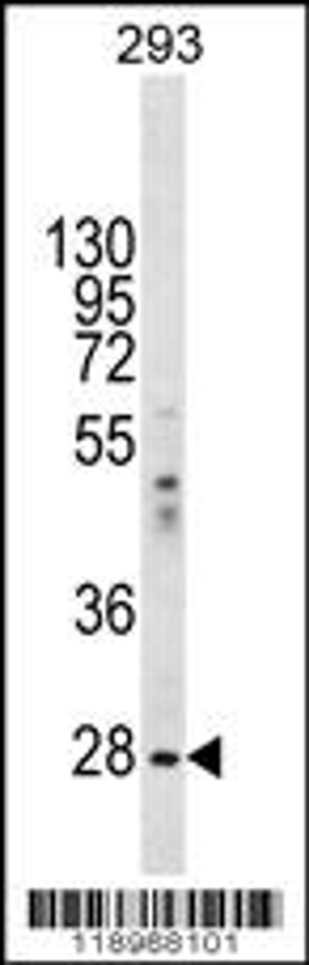 Western blot analysis in 293 cell line lysates (35ug/lane).