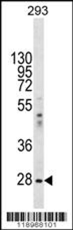 Western blot analysis in 293 cell line lysates (35ug/lane).