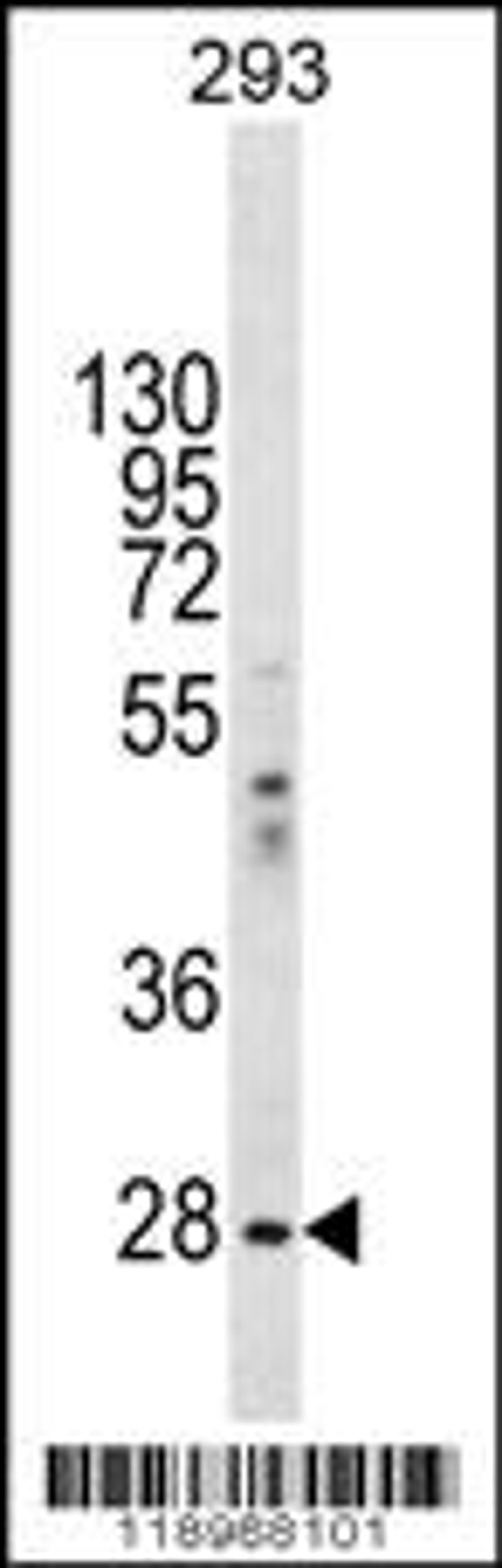 Western blot analysis in 293 cell line lysates (35ug/lane).