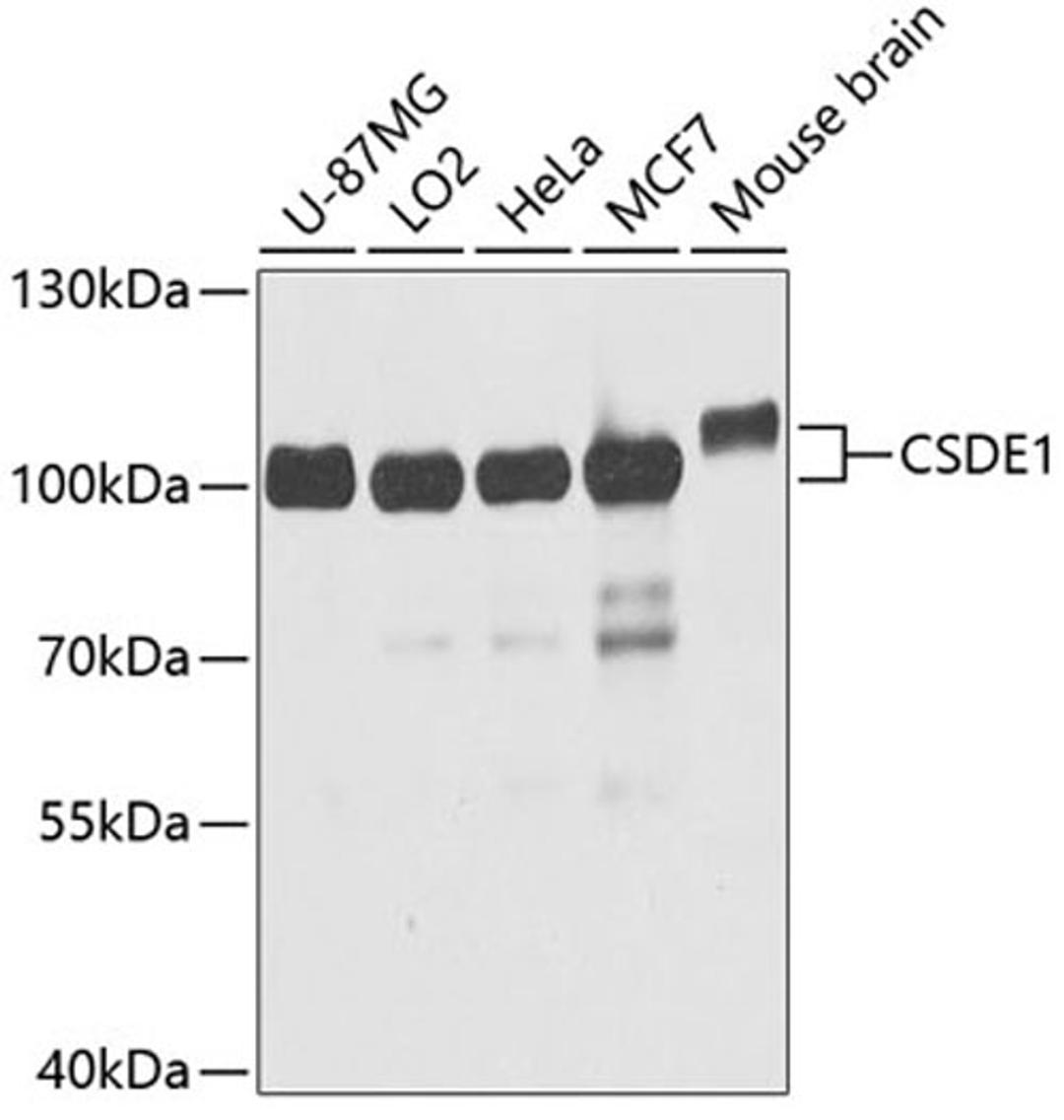 Western blot - CSDE1 antibody (A5941)