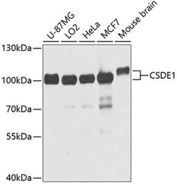 Western blot - CSDE1 antibody (A5941)