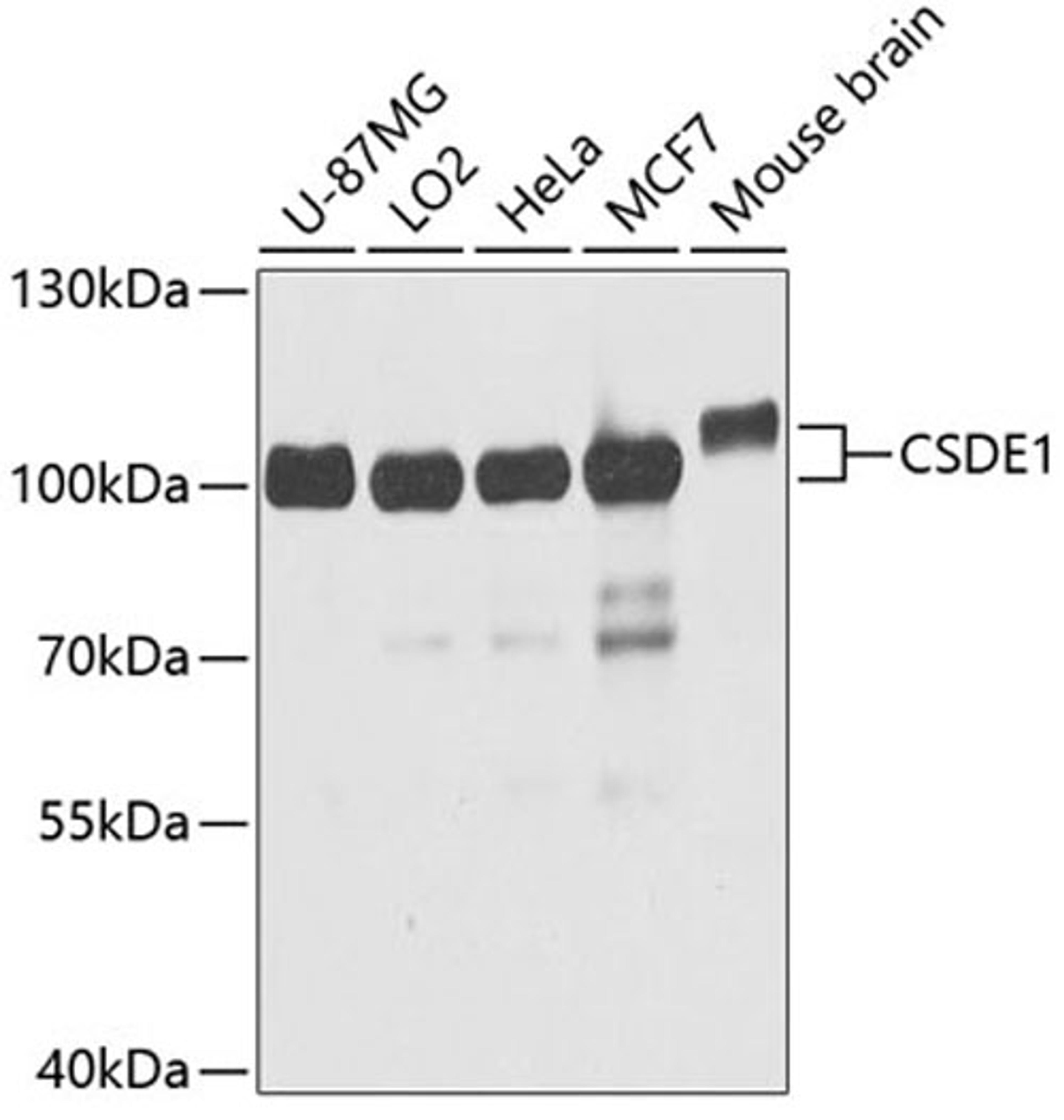 Western blot - CSDE1 antibody (A5941)