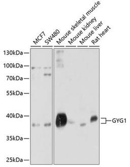 Western blot - GYG1 antibody (A10218)