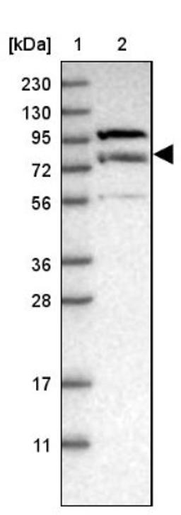 Western Blot: LRSAM1 Antibody [NBP1-82016] - Lane 1: Marker [kDa] 230, 130, 95, 72, 56, 36, 28, 17, 11<br/>Lane 2: Human cell line RT-4