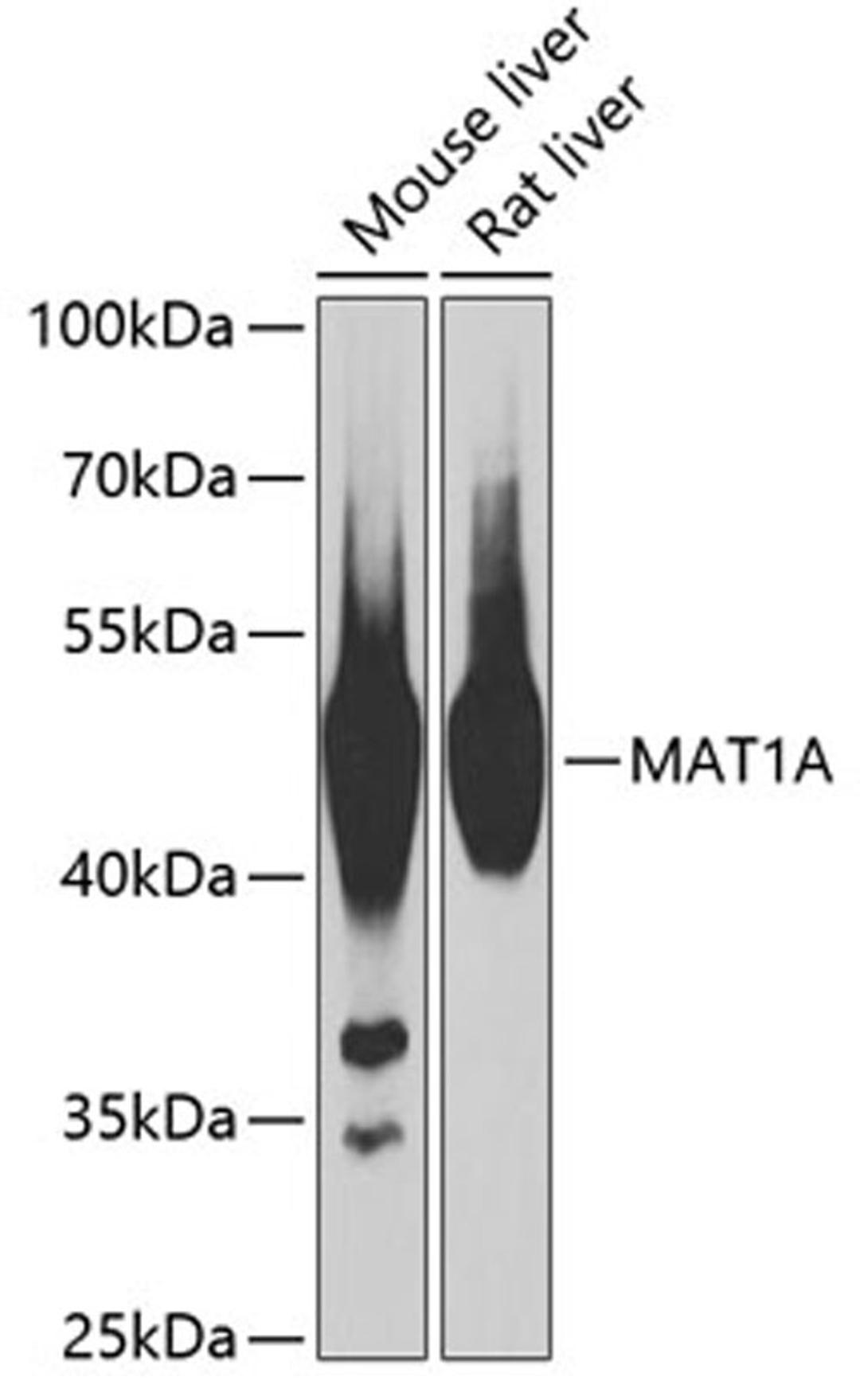 Western blot - MAT1A antibody (A2630)