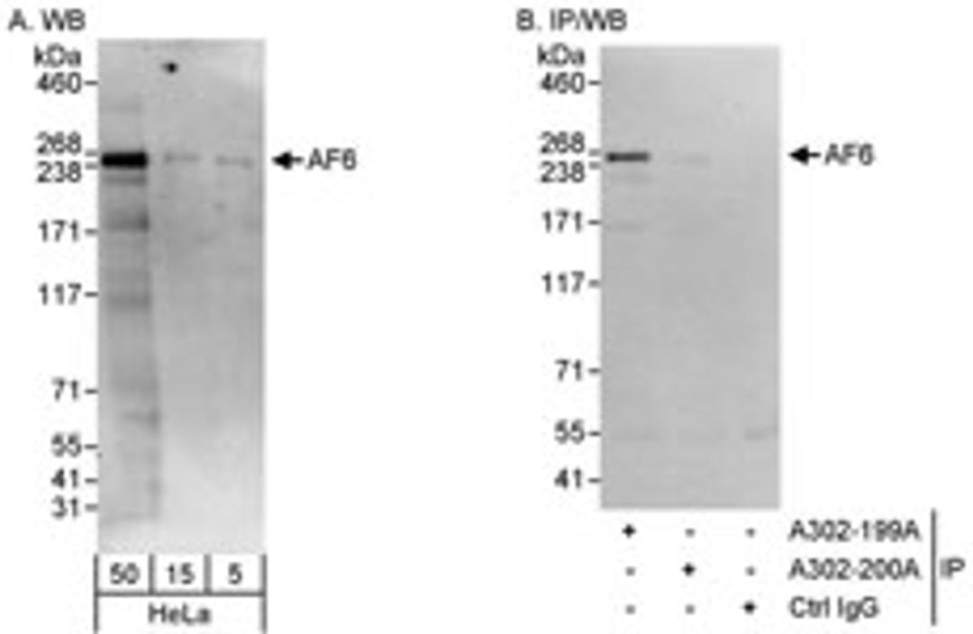 Detection of human AF6 by western blot and immunoprecipitation.