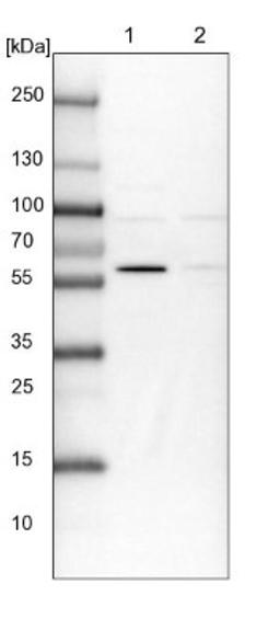 Western Blot: BUD13 Antibody [NBP1-81863] - Lane 1: NIH-3T3 cell lysate (Mouse embryonic fibroblast cells)<br/>Lane 2: NBT-II cell lysate (Rat Wistar bladder tumour cells)