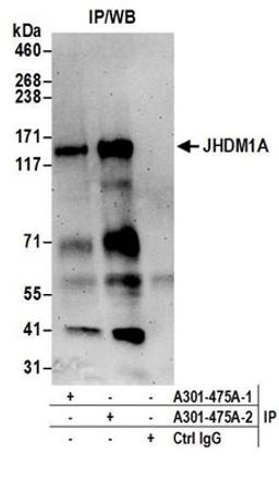 Detection of human JHDM1A by western blot of immunoprecipitates.