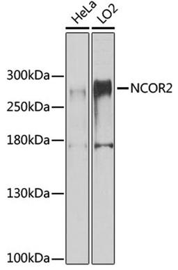 Western blot - NCOR2 antibody (A8388)